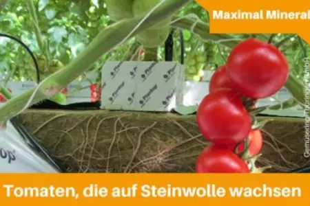 Tomaten auf Steinwolle